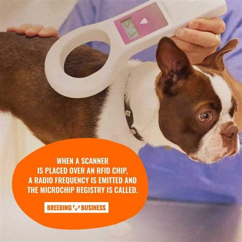 rfid chip for dogs|chips for dogs identification.